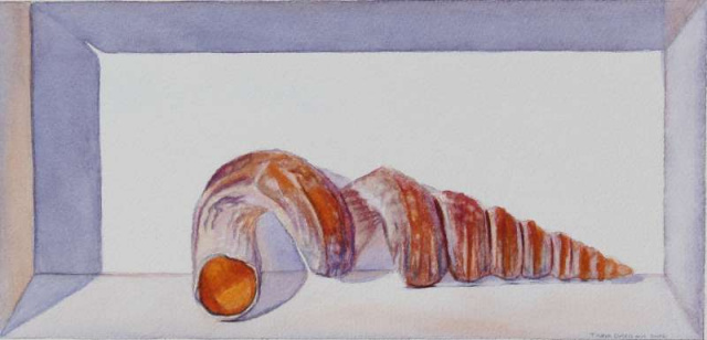 Common Worm Shell (Vermicularia spirata)
