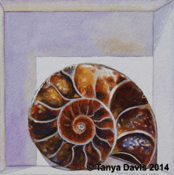 Ammonite #1