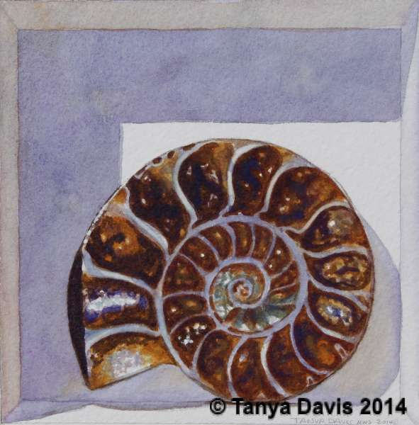 Ammonite #2