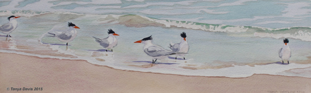 Royal Terns at Flagler Beach