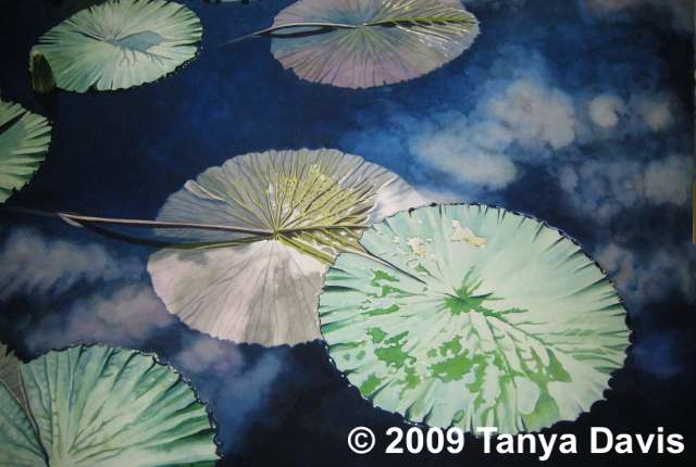 Lily Pads