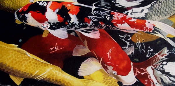 Red Yellow Black & White Koi