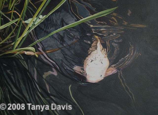 White Koi with Water Grasses