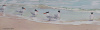 Royal Terns at Flagler Beach