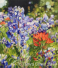 Texas Bluebonnets and Indian Paintbrush