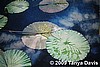 Lily Pads