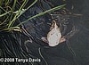 White Koi with Water Grasses